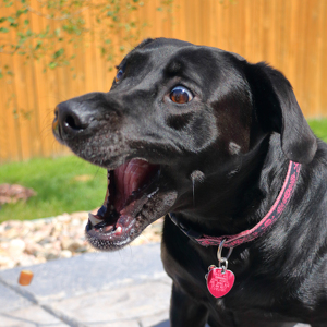 Fundraising Page: Brett Russell